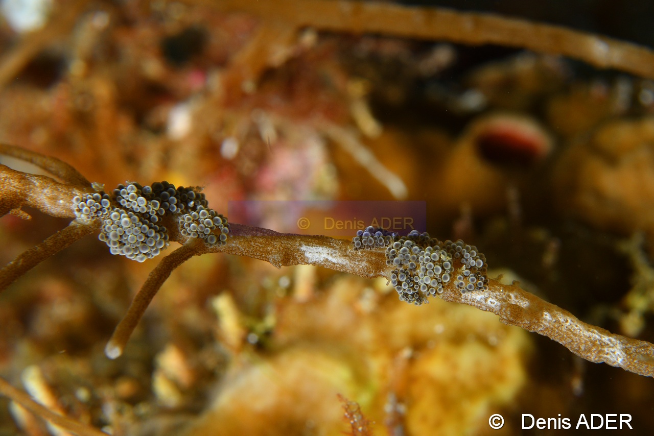 Doto ussi-Wangi Wangi Island-13m-20180601-Denis-ADER-DSC_3095_tn.jpg
